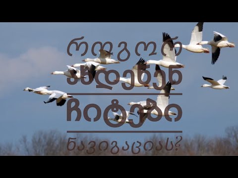 როგორ ახდენენ ნავიგაციას ჩიტები?|Science|Birds|Navigation|GKF|Kartuli